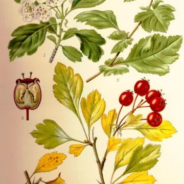 Aubépine Fleur HERBORISTERIE Crataegus oxyacanta L.