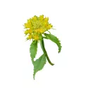 EPS Rhodiola Pileje flüssiger Pflanzenextrakt