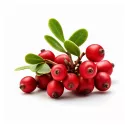 EPS Bärentraube Pileje Phytostandard-Extrakt
