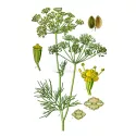 Dill Whole seed Iphym Herboristerie Anethum graveolens L.