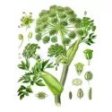 Engelwurz Ganze Frucht Iphym Kräutermedizin Angelica archangelica