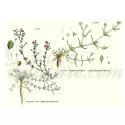 Arenaria RUBRA (Sabline) CUT PLANT IPHYM Herbalism Arenaria rubra