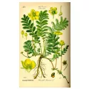 Argentina Potentilla Planta cortada Iphym Medicina herbal Potentilla anserina