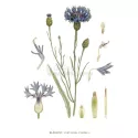 BLUEBERRY PETAL FULL IPHYM Herbalism Centaurea cyanus L.