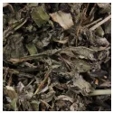 Beifuß (vulgär) Blatt HERBORISTERIE Artemisia vulgaris