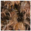 Arnica Whole Flower Iphym Herboristerie Arnica montana L.