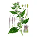 Лопух (репейник) Корневой Herboristerie Arctium Лаппа