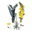 Verbasco Fiore intero IPHYM Verbascum thapsus Herbalism