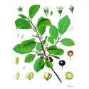 Bourdaine BARK CUT IPHYM Herbalism Rhamnus Frangula L.