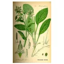 CUT luminar Herb Borage Borago officinalis L. IPHYM