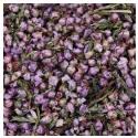 Brezo (Callune) Flor Iphym Hierbas medicinales Calluna vulgaris