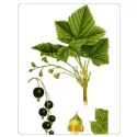 Cassis Feuille IPHYM Herboristerie Ribes nigrum L.