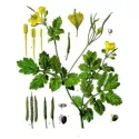 Chelidonia Planta cortada Iphym Medicina herbal Chelidonium majus