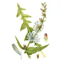 Chicory cut IPHYM Herbalism Cichorium intybus Sheet