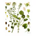 Cochlearia Cut Folha officinalis IPHYM Herbalism Cochlearia