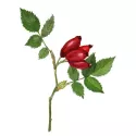 Rosa Mosqueta (Rosa Mosqueta) BAY IPHYM Herbalism Rosa canina