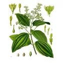 КОРИЧНАЯ ТРУБКА Iphym Травничество Cinnamomum burmannii