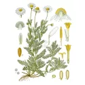 Manzanilla romana Cabeza de flor entera Herboristería Iphym Anthemis nobilis