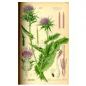 THISTLE PLANT CUT IPHYM Herbalism Silybum marianum L.