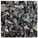 Молочный чертополох Черенковое растение Ифим Герболистный Silybum marianum L.