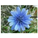 Chicory Root cut IPHYM Herbalism Cichorium intybus