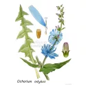 Chicory Root cut IPHYM Herbalism Cichorium intybus