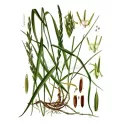 CHIENDENT PETIT RHIZOME COUPE IPHYM Herboristerie Agropyron repens L.