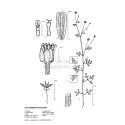 Chrysanthellum Plante tagliato IPHYM Herbalism Chrysanthellum americanum