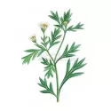Chrysanthellum Plante tagliato IPHYM Herbalism Chrysanthellum americanum