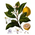 Buccia di limone tagliata Iphym Herboristerie Citrus limonium