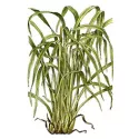 Tisana Citronella Cut Leaf Iphym Cymbopogon flexuosus