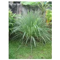 Cut Sheet LEMONGRASS Cymbopogon flexuosus IPHYM Herbalism