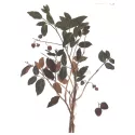 Combretum kinkeliba Blatt geschnitten Iphym Kräuterkunde Combretum micranthum