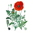 POPPY Petal IPHYM Herbalism Papaver rhoeas