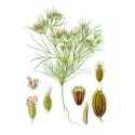 CUMIN FRUIT IPHYM Herbalism Cuminum cyminum