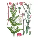 Epilobe pequena planta flores cortadas IPHYM Herb Epilobium parviflorum