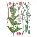 Fireweed plant with small flowers cut IPHYM Herb Epilobium parviflorum