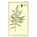 Estragon Einzelblatt IPHYM Herb Artemisia dracunculus L.