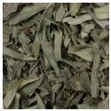 Estragão Herb Cut Sheet IPHYM Artemisia dracunculus L.