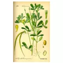 Semilla de alholva Iphym Herboristería Trigonella foenum-graecum L.