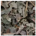 Cut-leaf strawberry Iphym Herboristerie Fragaria vesca