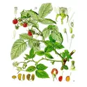 Himbeerblätter CUT IPHYM Kräuterkunde Rubus idaeus L.