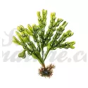 FUCUS VESICULOSUS THALLE COUPE IPHYM Herboristerie Fucus vesiculosus L.