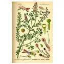 FUMARIA IMPIANTO TAGLIO IPHYM Herbalism Fumaria officinalis L.