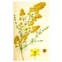 QUAIL amarelo bedstraw Galium verum LEITE IPHYM Herbalism