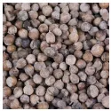 Chaste FRUIT (agnus castus) IPHYM Herbalism Vitex agnus castus L.