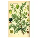 Bacche di ginepro frutta IPHYM Herbalism Juniperus communis