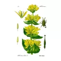 Raíz cortada de genciana Iphym Herboristerie Gentiana lutea
