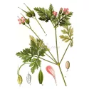 GERANIUM ROBERT PLANTE COUPEE IPHYM Herboristerie Geranium robertianum L.