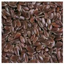 FLAXSEED classificados IPHYM Herbalism Linum usitatissimum